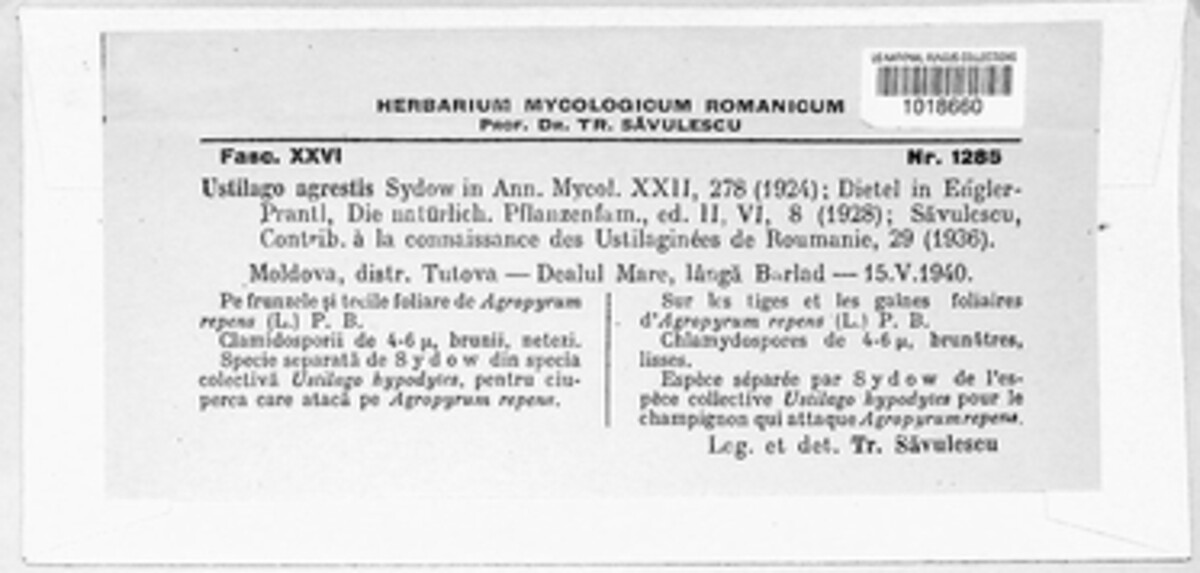 Ustilago agrestis image